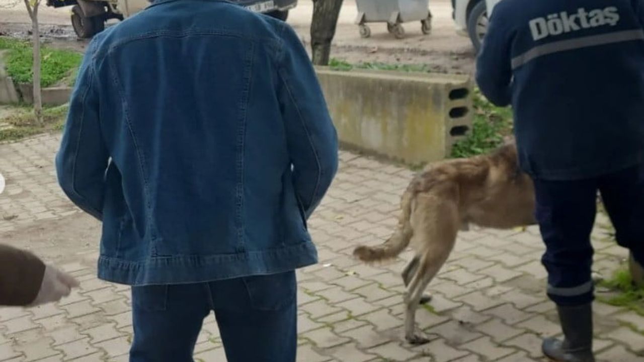 Osmaneli'de Evcil Hayvanlar Mikroçip ve Aşıyla Kayıt Altına Alınıyor