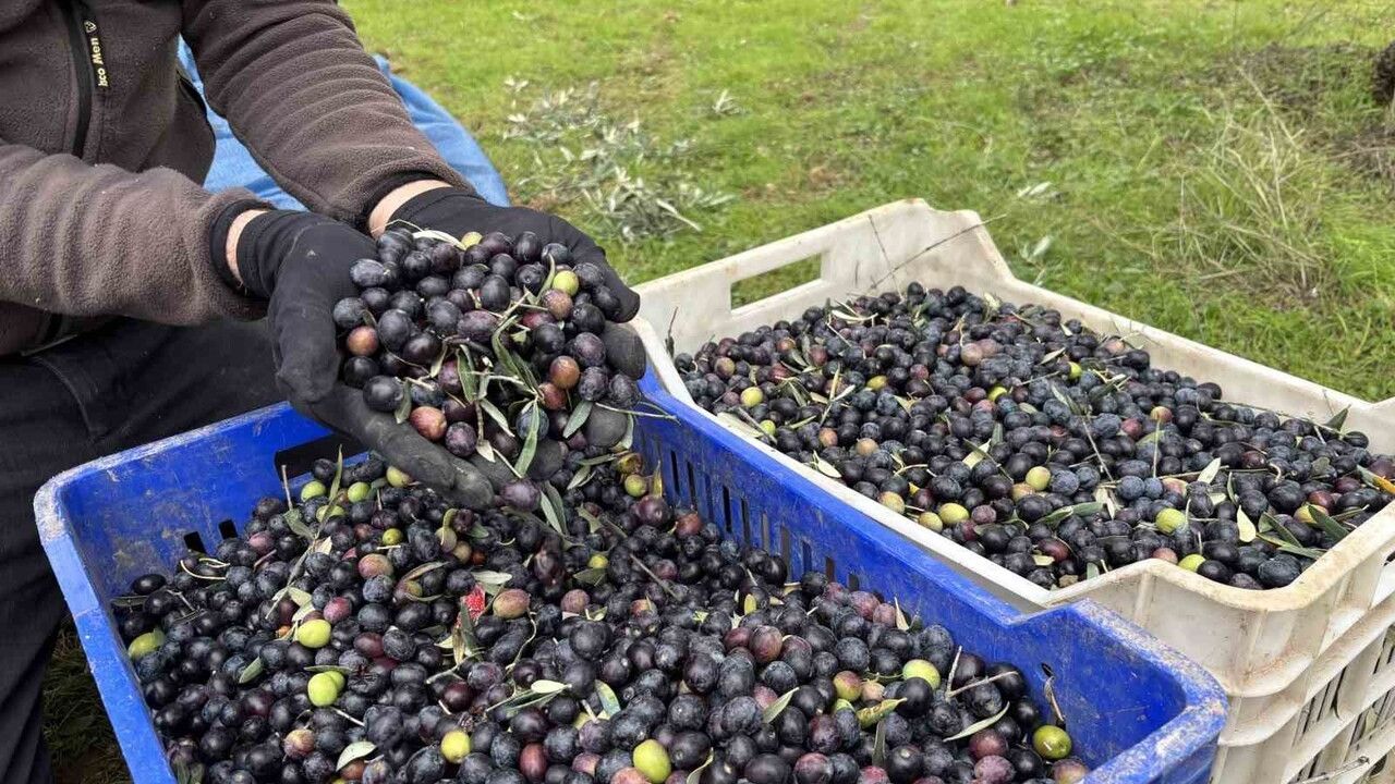 Osmaneli'nde Zeytin Hasadı Sona Erdi: Rekolte Düşüşü ve Fiyat Tepkisi