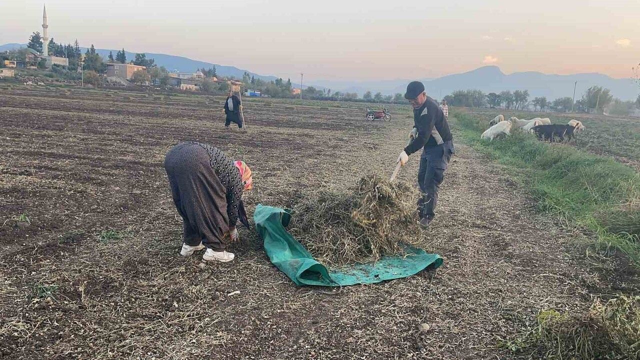 Osmaniye'de Coğrafi İşaretli Yer Fıstığı Hasadı Sonrası Yapraklar Hayvan Yemine Dönüşüyor
