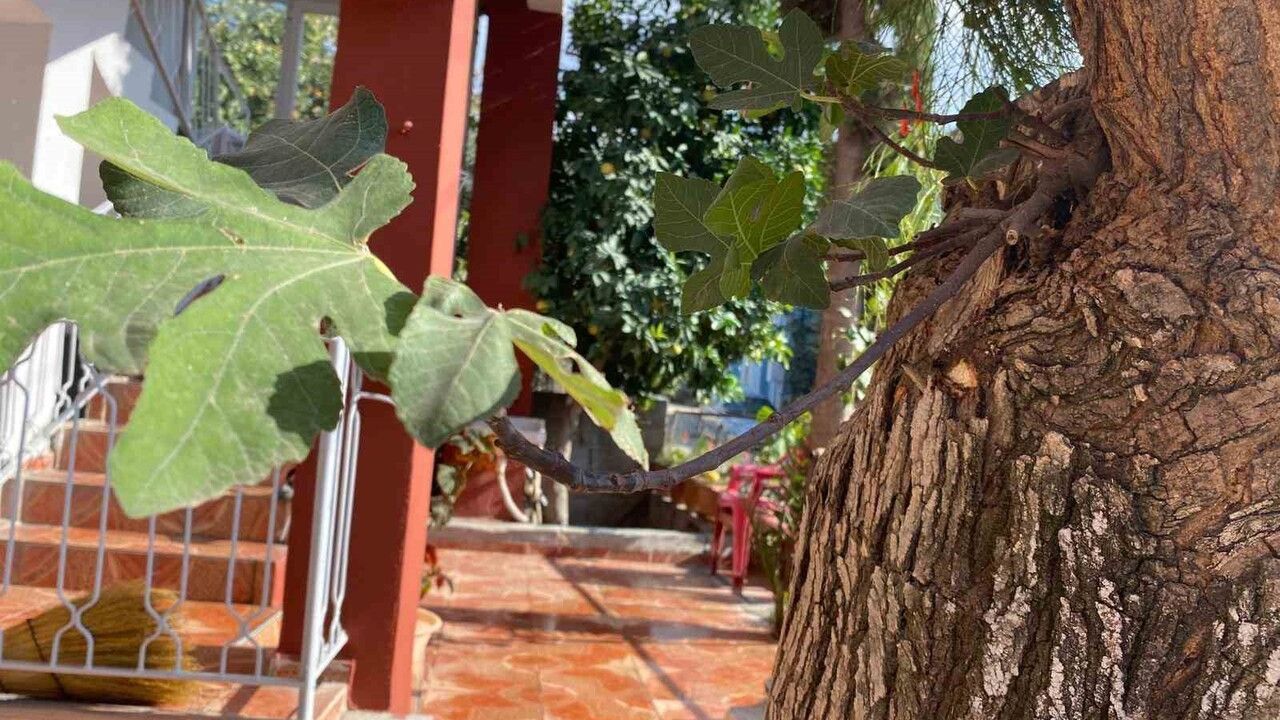 Osmaniye'de Dut Gövdesinden İncir Çıktı