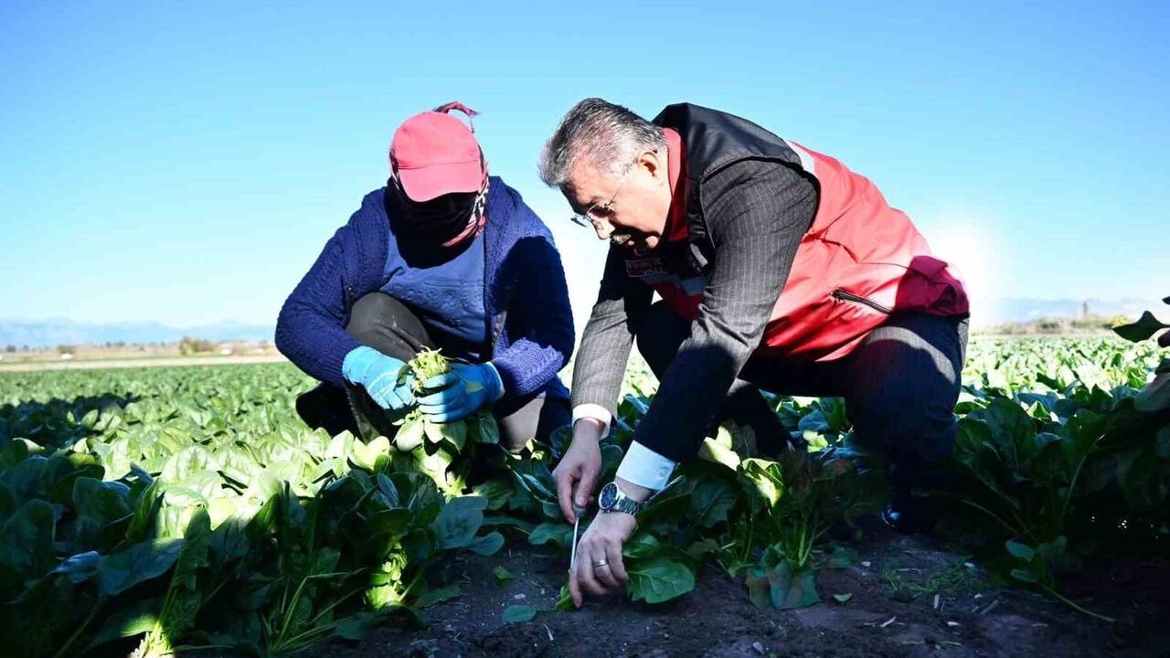 Osmaniye'de ıspanak hasadı başladı: Hedef 3 bin ton