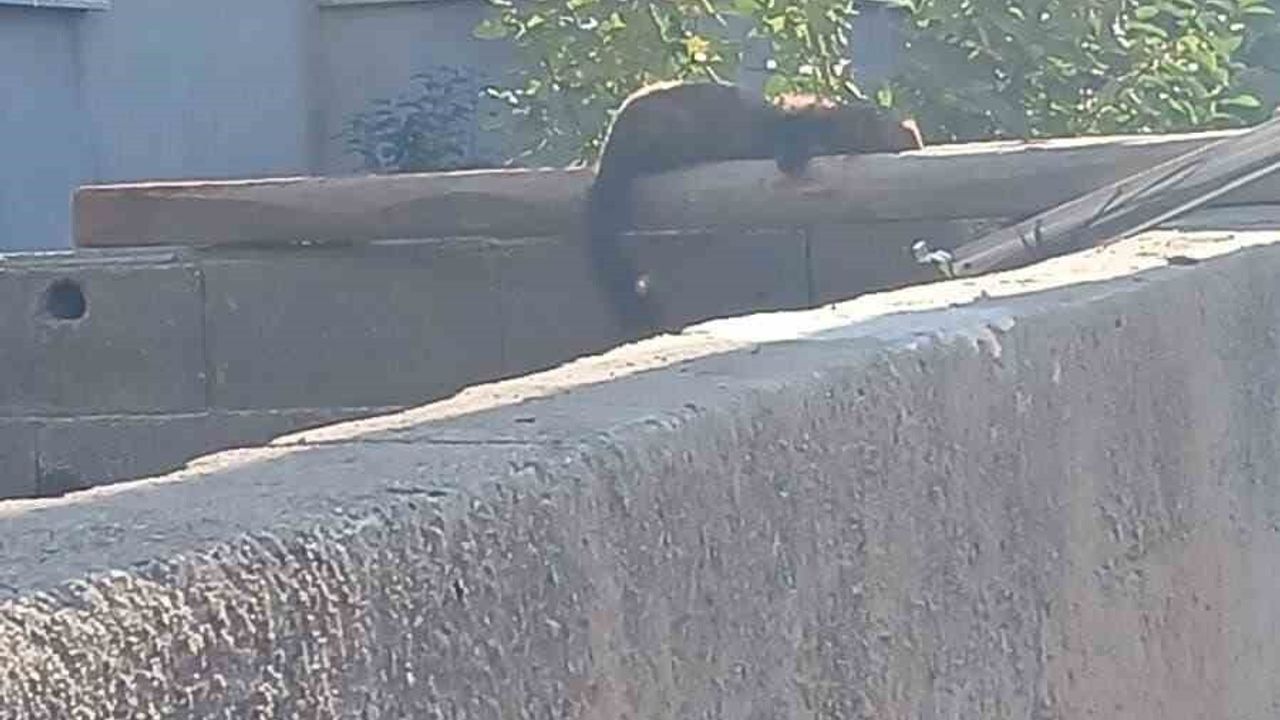 Osmaniye'de Nadir An: Sansar Gündüz Duvar Üstünde Güneşlenirken Görüntülendi