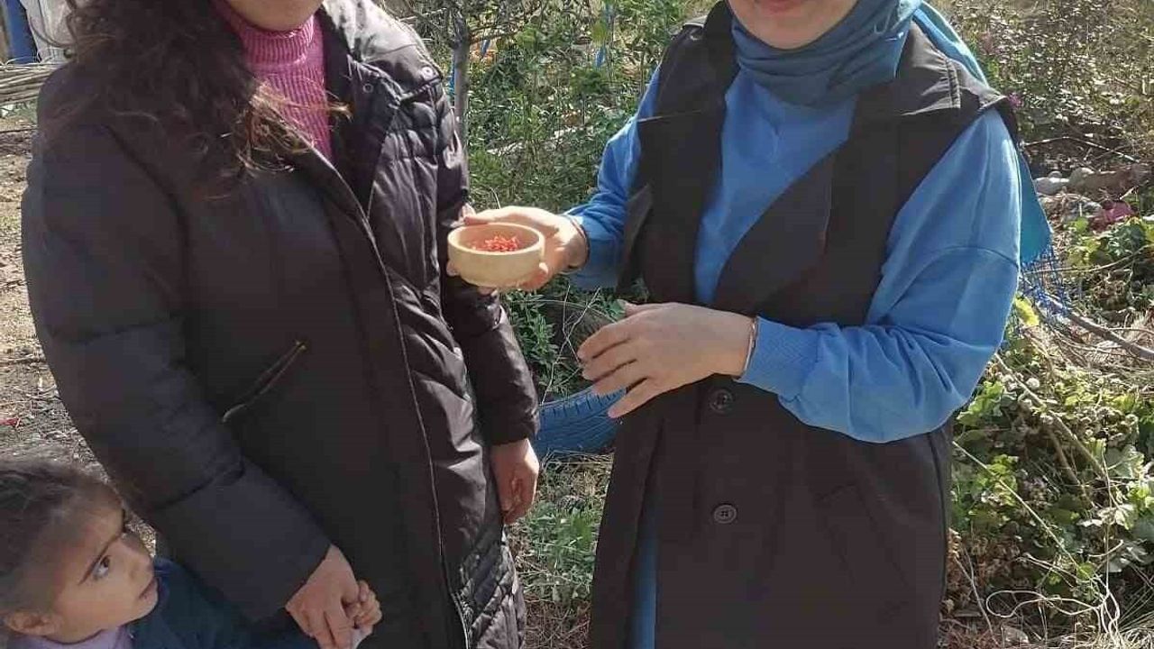 Osmaniye'de Yüksek Getirili Safran Üretimine İlgi Artıyor