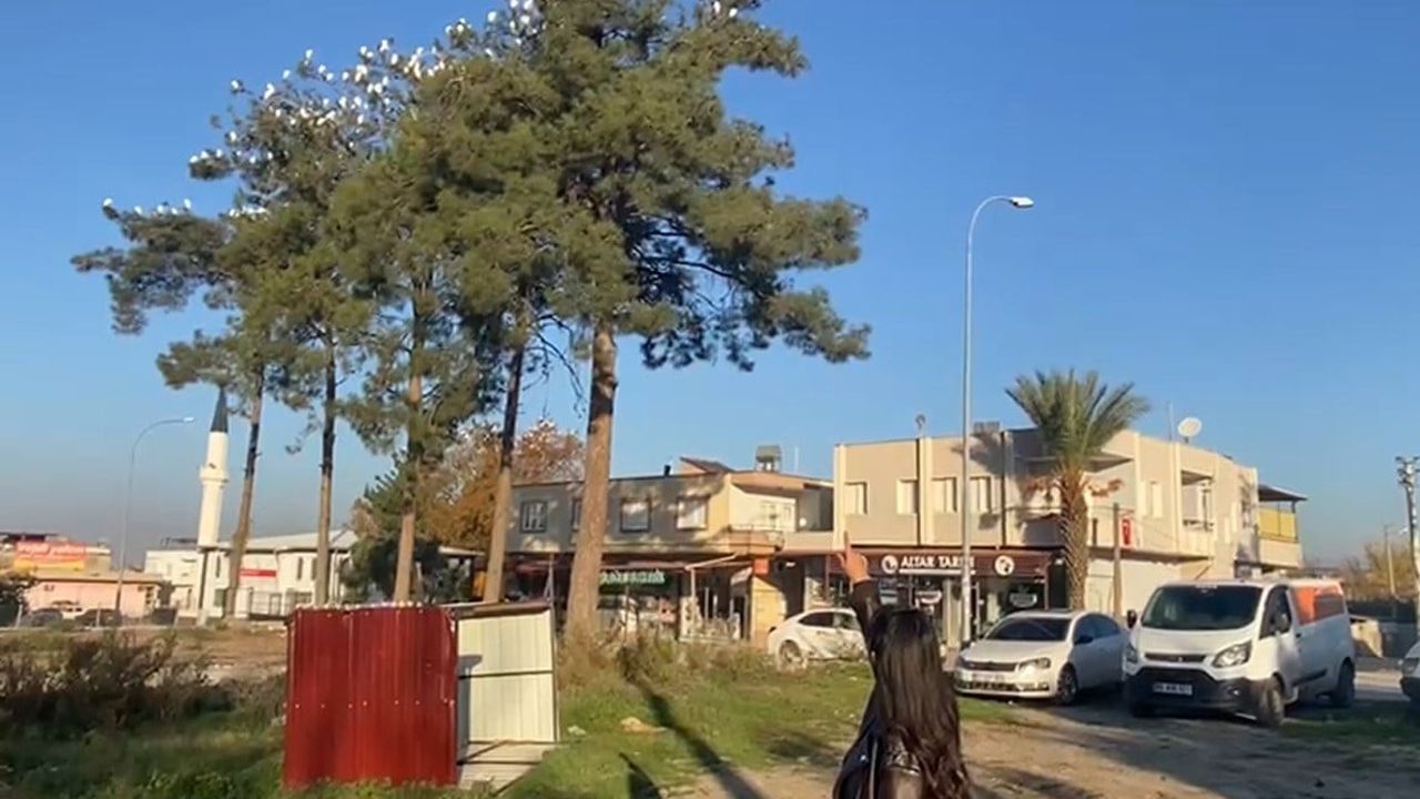 Osmaniye Düziçi'de Sığır Balıkçıllarının Kış Konaklaması İlgi Odağı