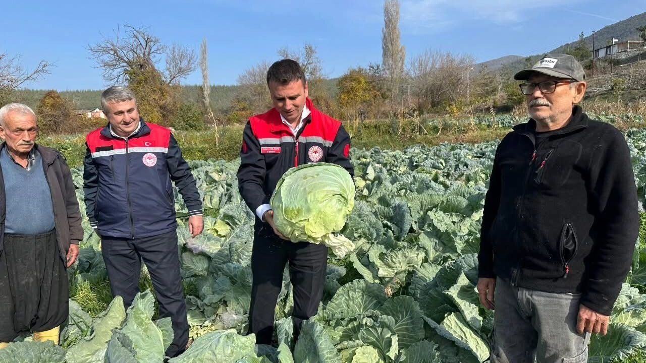Osmaniye Hasanbeyli’de Yerli Ata Tohumu Lahana Hasadı