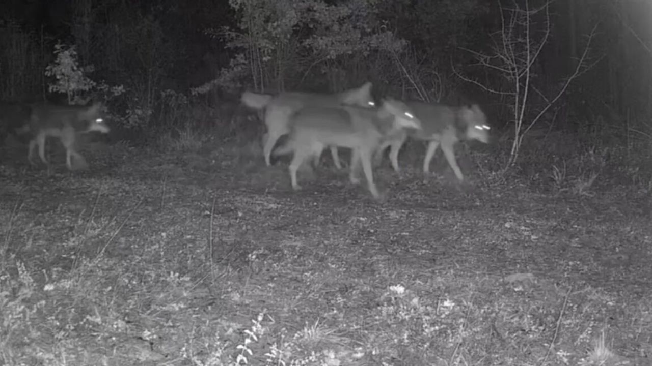 Ovacık'ta Fotokapan: Kurt Sürüsü ve Yaban Domuzları Görüntülendi