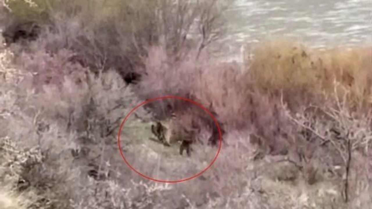 Palu'da Balıkçının Karşısına Anne Ayı ve Yavrusu Çıktı