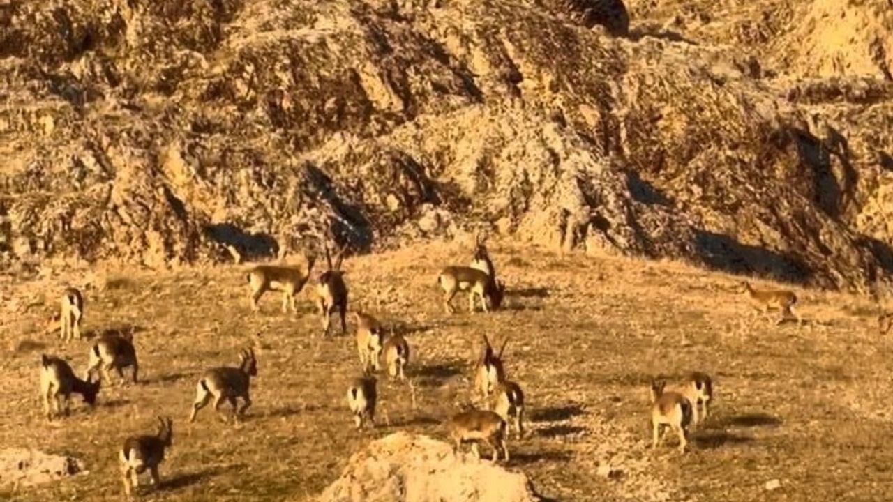 Palu Kalesi'nde Sürü Halinde Dağ Keçileri Görüntülendi