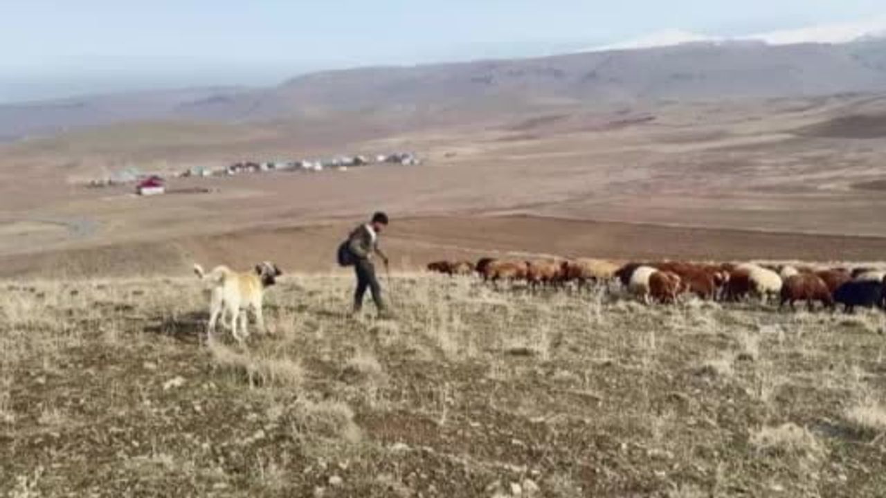 Patnos'ta Kar Yağmaması Çiftçiye Nefes Aldırdı
