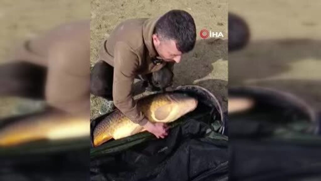 Pelitozu Göleti'nde 21,5 kg'lik dev sazan 'Yakala ve Bırak' ile suya geri bırakıldı