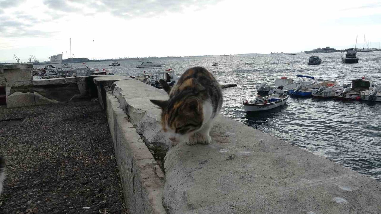 Pendik'te kediye tekme atıp denize attı