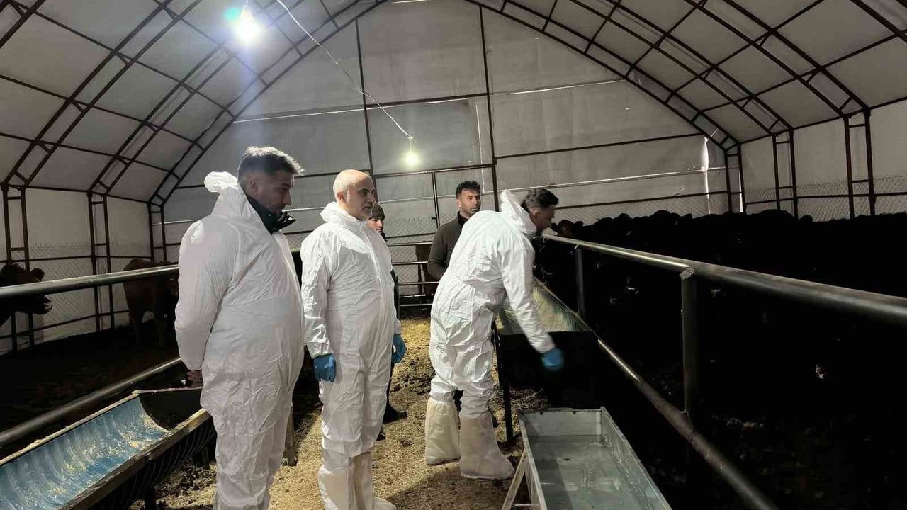 Pertek'te Kırsalda Bereket: Nazım Solmaz'ın İşletmesine 30 Baş Angus Düve