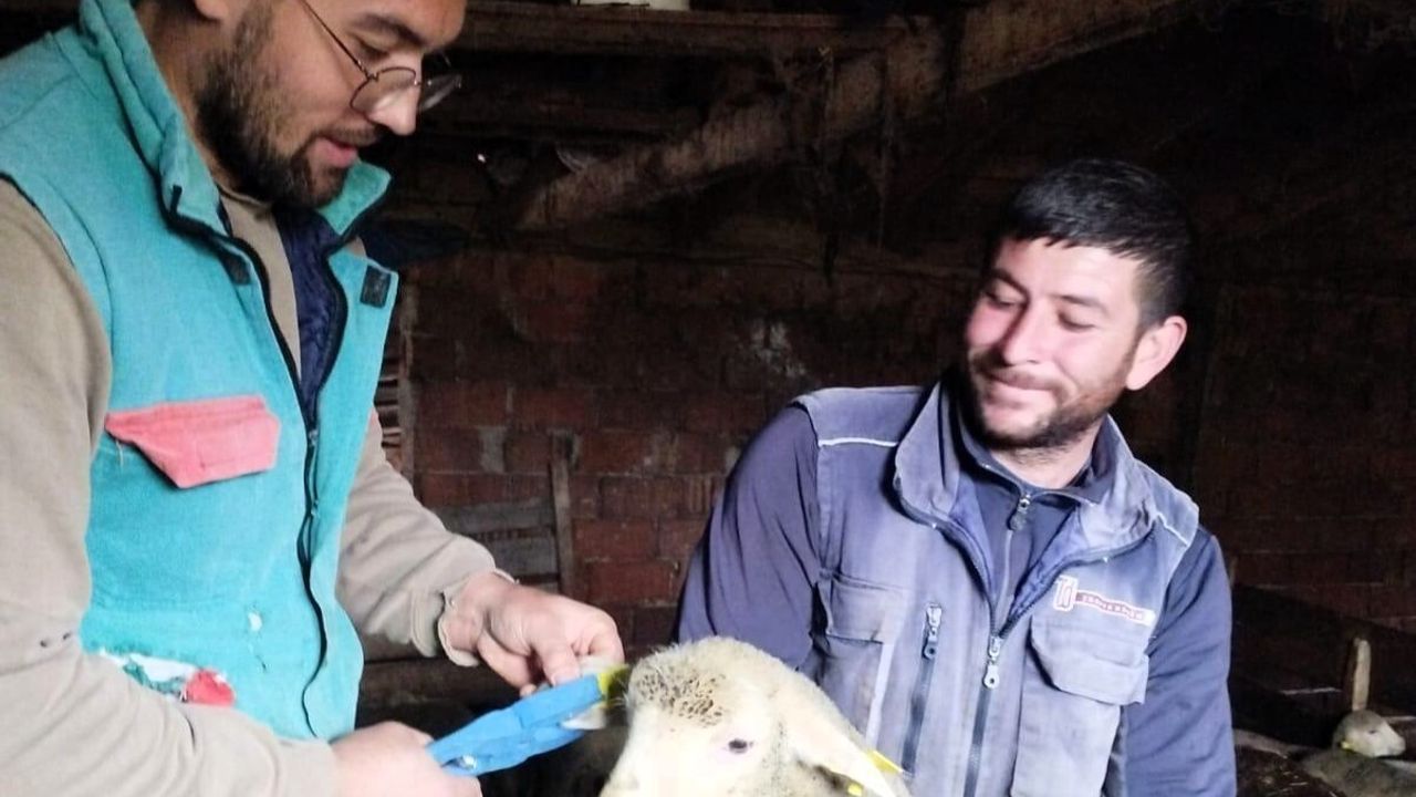 Pınarhisar'da Küçükbaşlara Küpe Takıldı — Sağlık ve Aşılama Çalışmaları