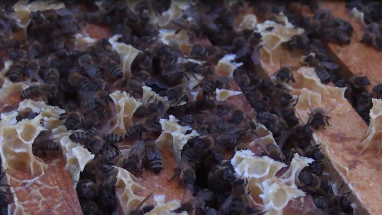 Prof. Dr. Yeninar: Arı ölümlerinin çoğu kışlamaya bağlı