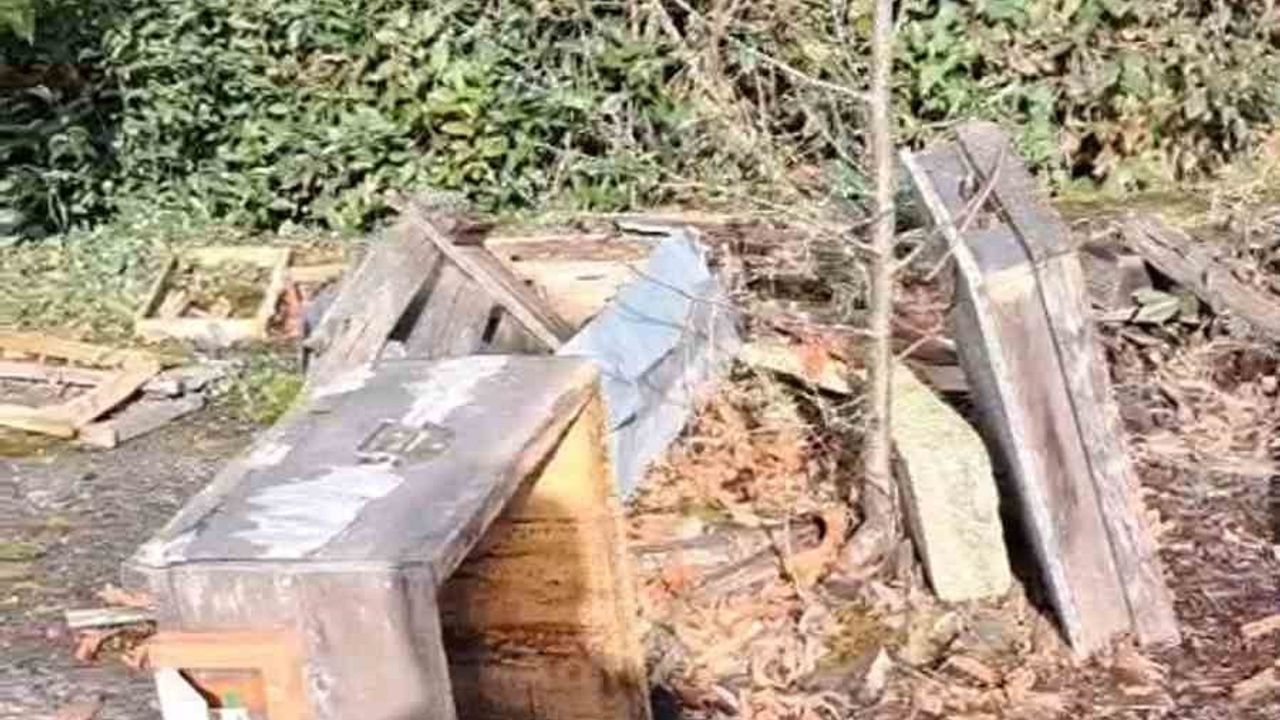 Rize'de ayı saldırısı: Arıcının 'Ben şimdi ne edeyim?' tepkisi