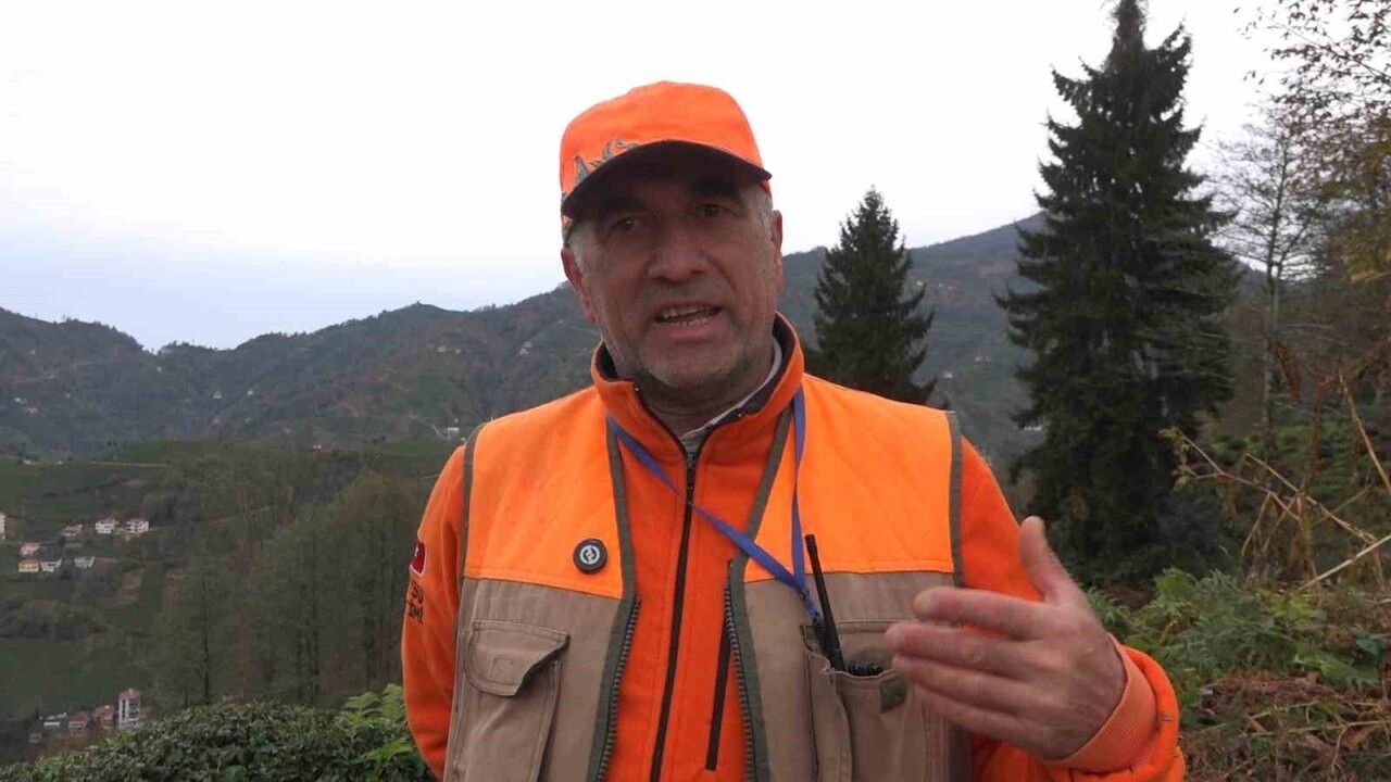 Rize'de Ayı Sürek Avı Başladı: Özel İzinle Müdahale