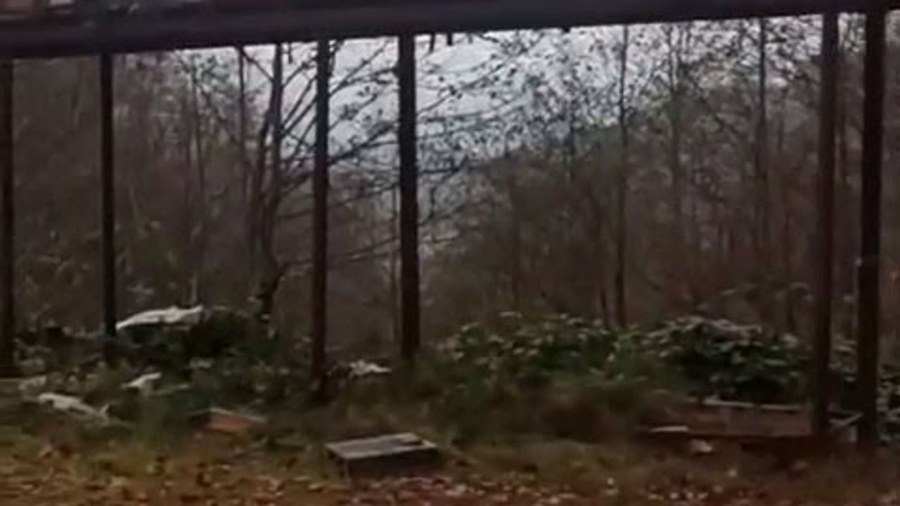 Rize’de Ayılar Demir Profilli Tezgâhı Parçaladı: Arıcılar Zarara Uğradı