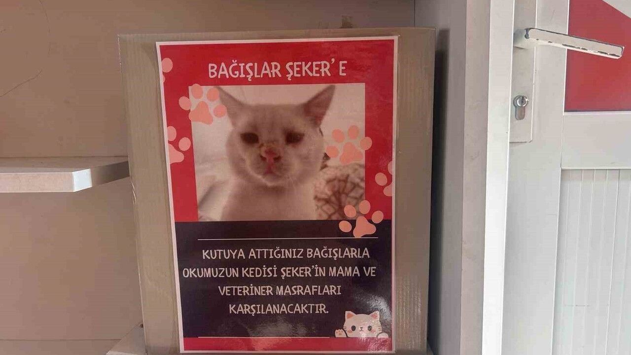 Saffet Şeker İlkokulu, Sokak Kedisi 'Şeker'i Sahiplendi