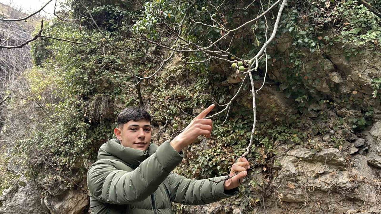 Safranbolu'da İncir Ağacı Aralık Ayında Meyve Verdi