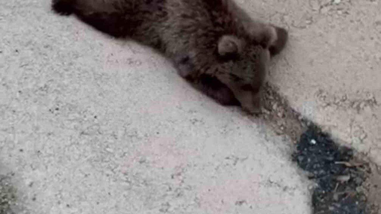 Safranbolu'da Yaralı Yavru Ayı DKMP'ye Teslim Edildi