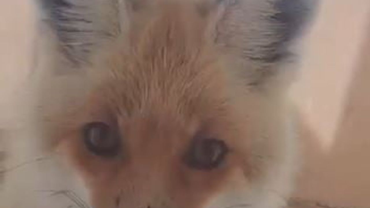 Sahara Geçidi'nde Tilki, Karayolları Bakım Evine Misafir Oldu