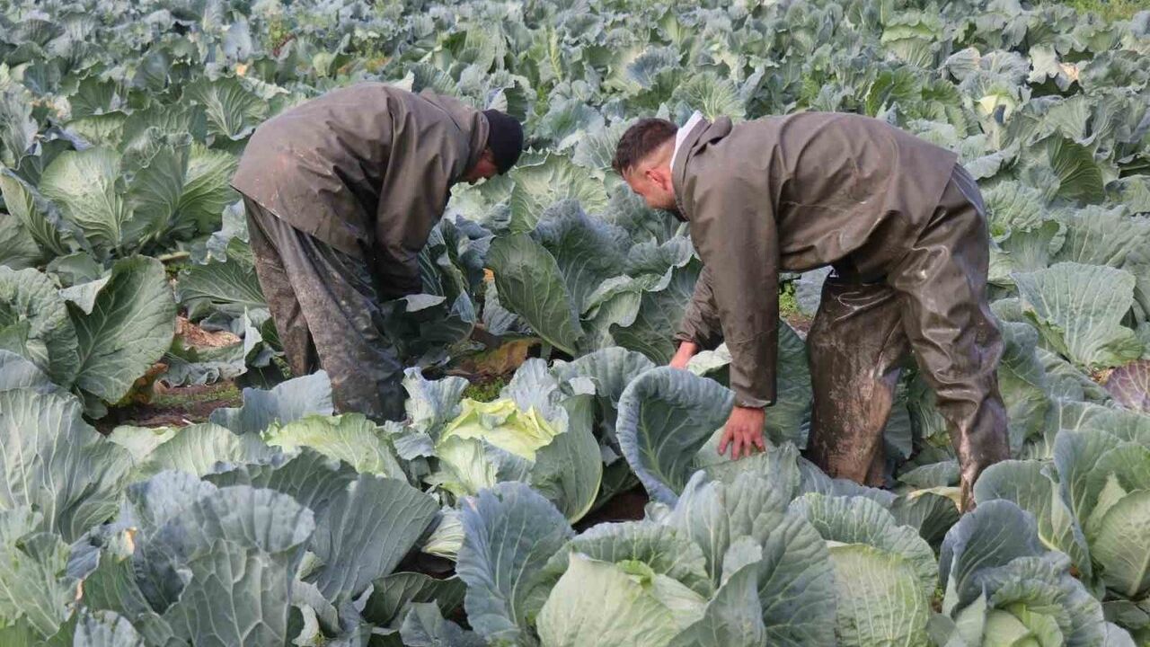 Sakarya'da Beyaz Lahana Hasadı Sürüyor: Tarladan 40-50 TL, Pazarda 150-200 TL