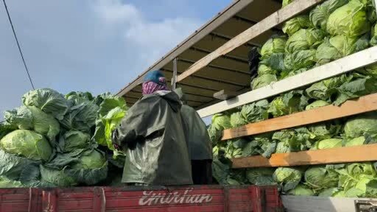 Sakarya'da Hasadın Yükünü Kadın İşçiler Taşıyor