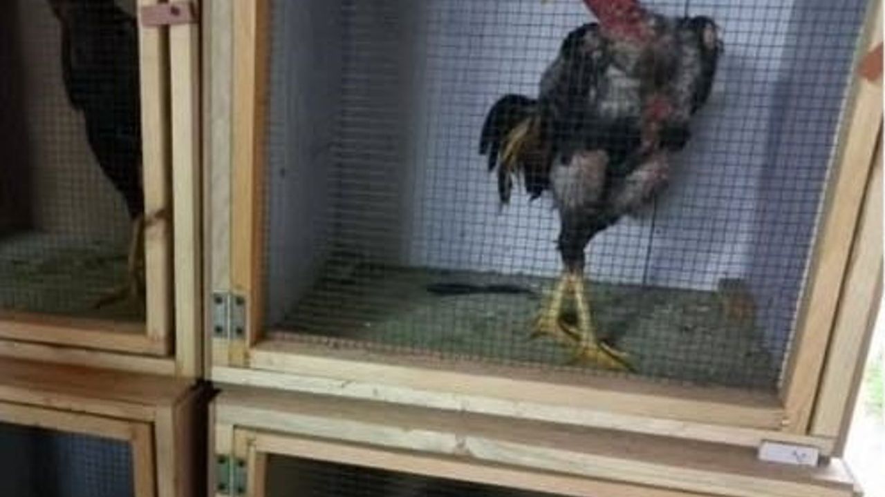 Sakarya'da Horoz Dövüşü Operasyonu: 34 Kişiye Ceza, 25 Horoz Koruma Altında