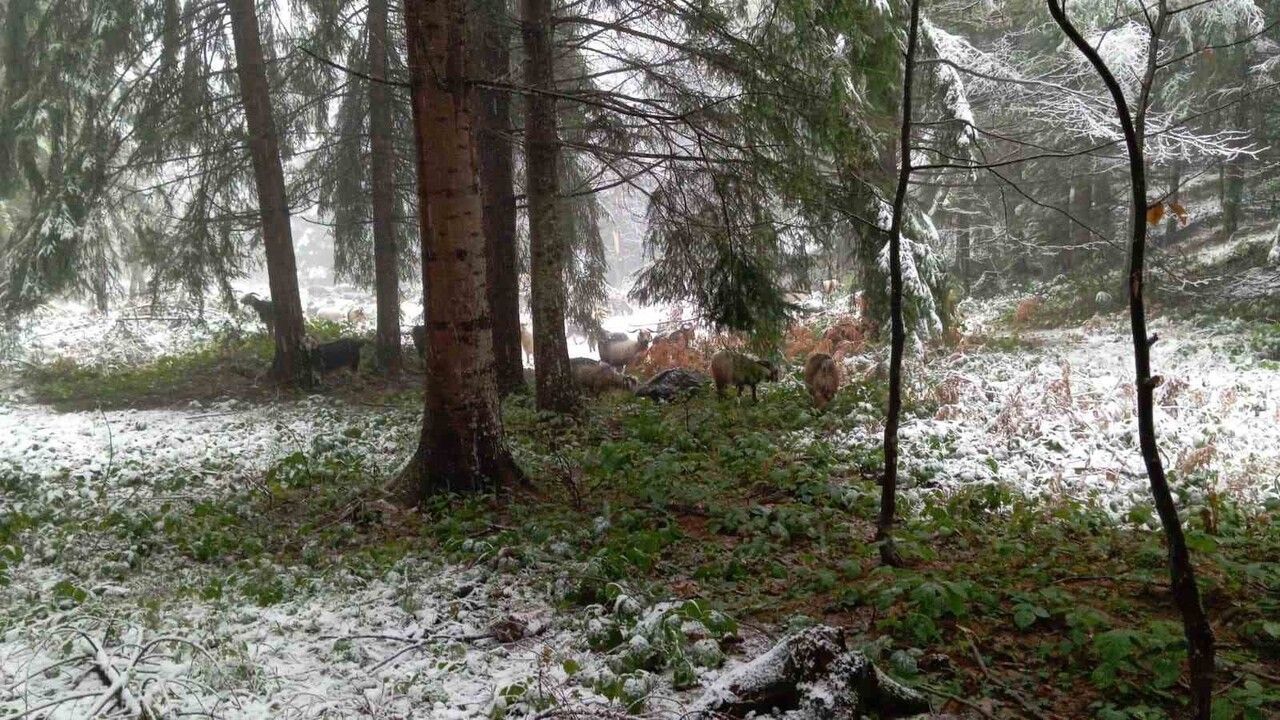 Sakarya Hendek'te Kar: 1200 Rakımlı Dikmen Yaylası Beyaza Büründü