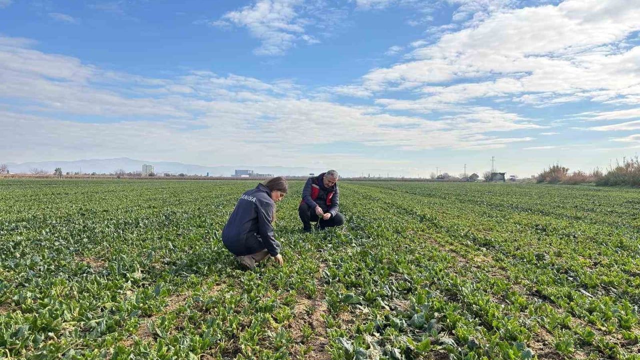 Salihli'de Kışlık Sebzelerde Hastalık ve Zararlı Kontrolleri Aralıksız Sürüyor