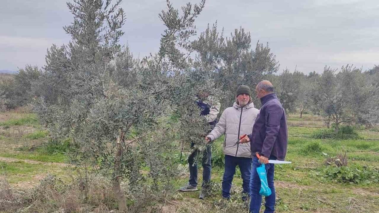 Salihli'de Ücretsiz Zeytin Budama Kursu Başlıyor