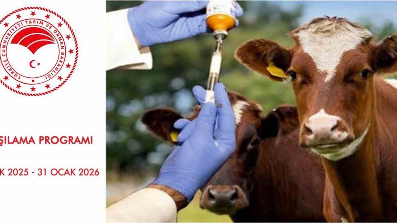 Samsun’da 2026 Şap Aşılama Programı Başladı — SAT 1 Aşısı Sevklerde Zorunlu