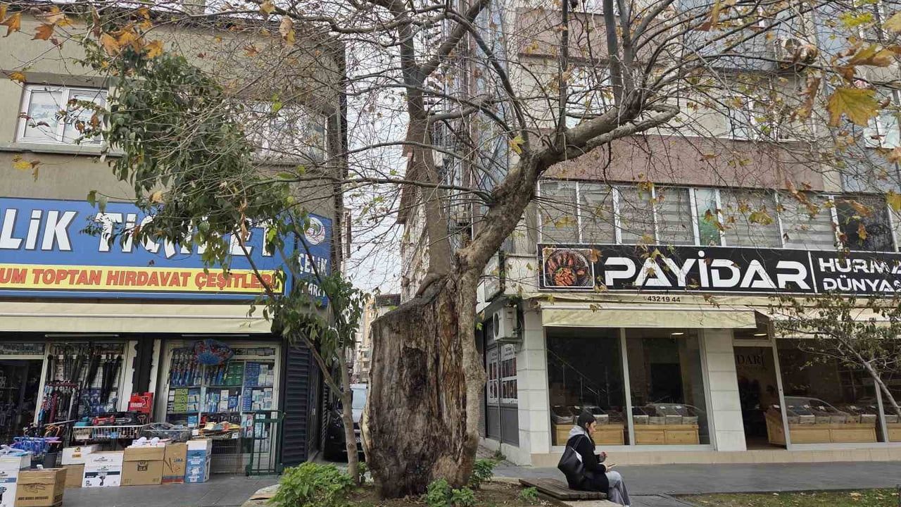 Samsun'da Anıt Çınar: Gövdesiz Kabuğuyla Hayata Tutunuyor