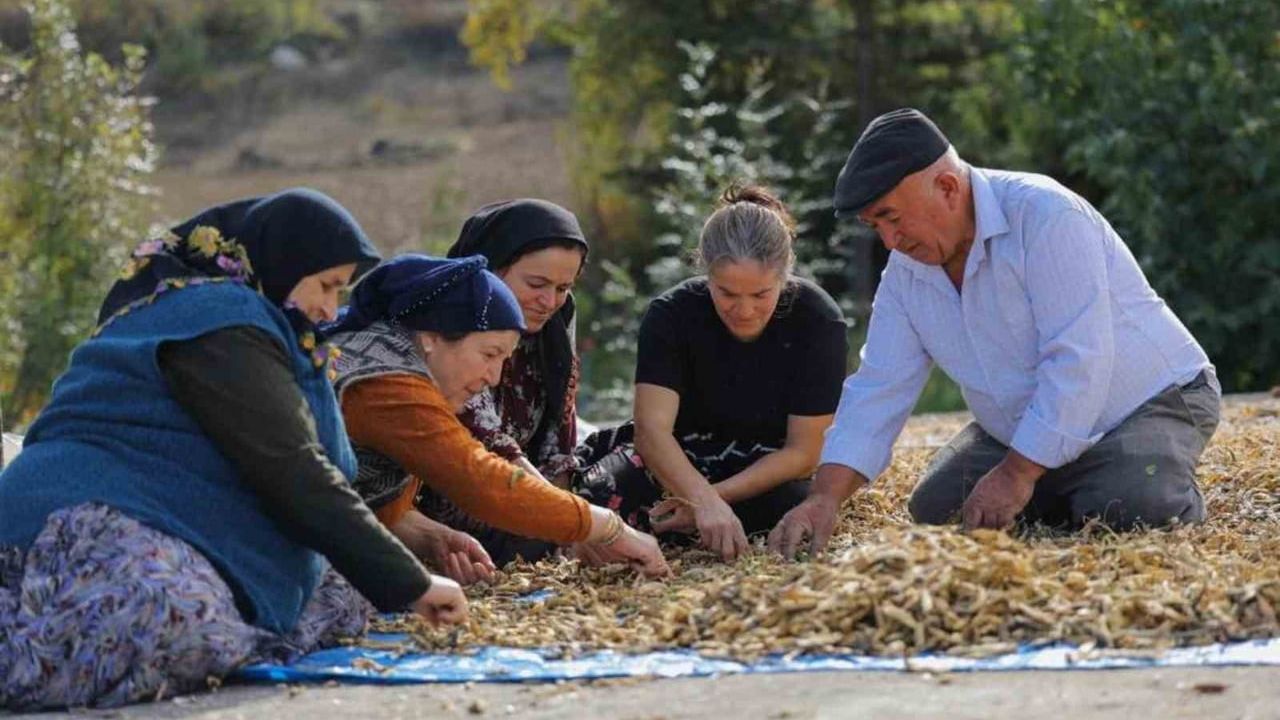 Samsun'da Tarım ve Hayvancılığa Destekler Artıyor — Sözleşmeli Üretim Genişliyor