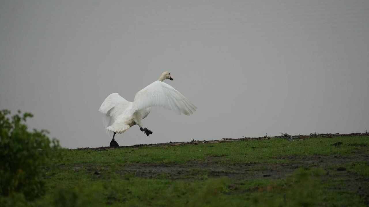 Samsun'da Yaban Hayatına Merhamet: Kızılırmak Deltası'nda İlk Yardım Ünitesi