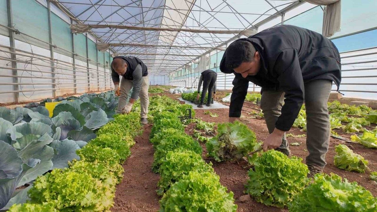Şanlıurfa Büyükşehir Seralarında Kışlık Sebze Hasadı Başladı