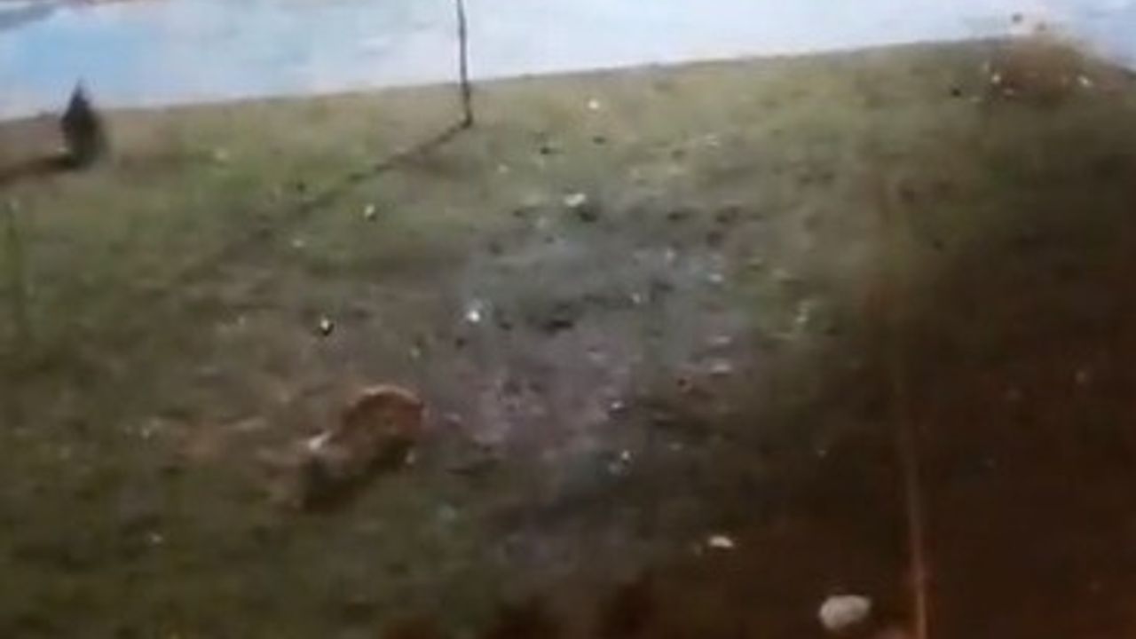 Şanlıurfa'da 2 Tilki Kent Merkezine İndi