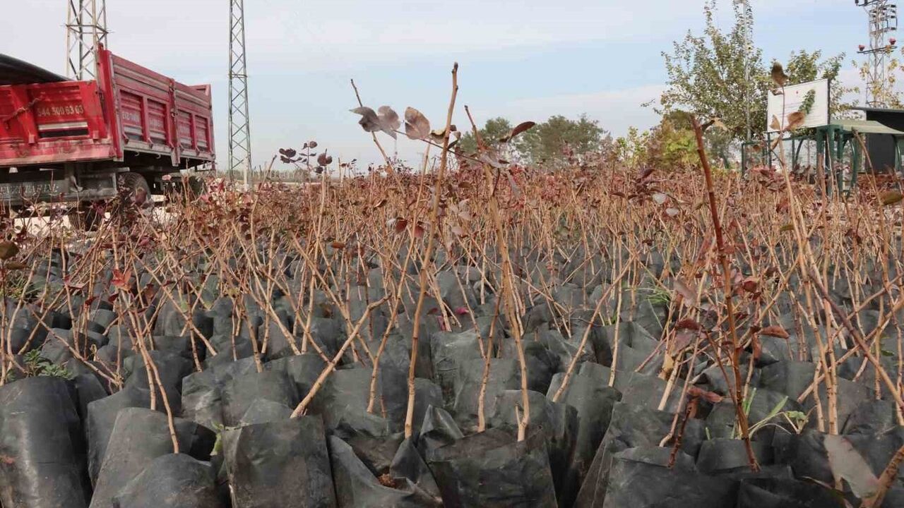 Şanlıurfa'da Çiftçilere 35 Bin Fıstık Fidanı — Yüzde 85 Hibe