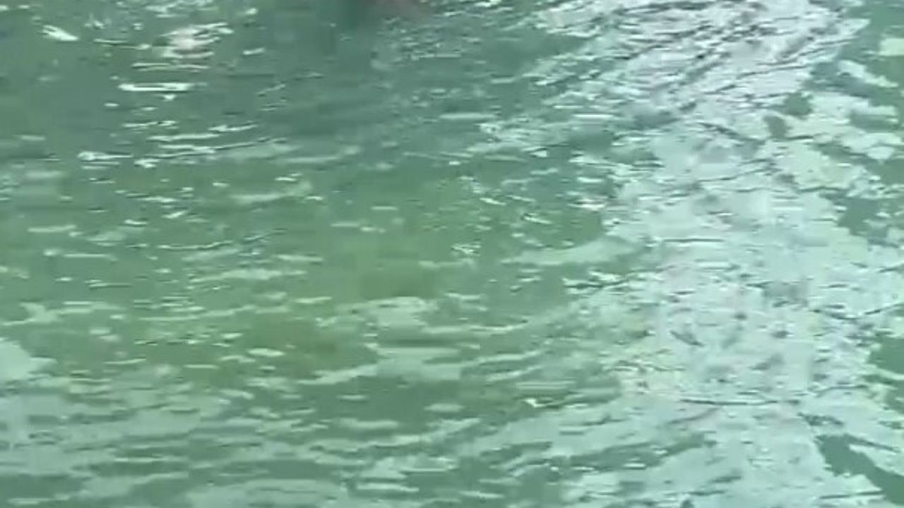 Şanlıurfa'da işten atıldığını söyleyip Balıklıgöl'e atladı