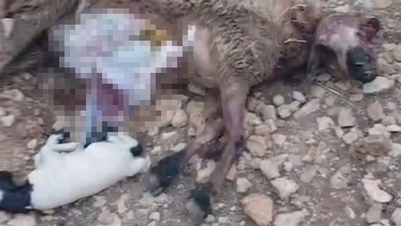 Şanlıurfa'da kurt saldırısı: 18 koyun telef oldu