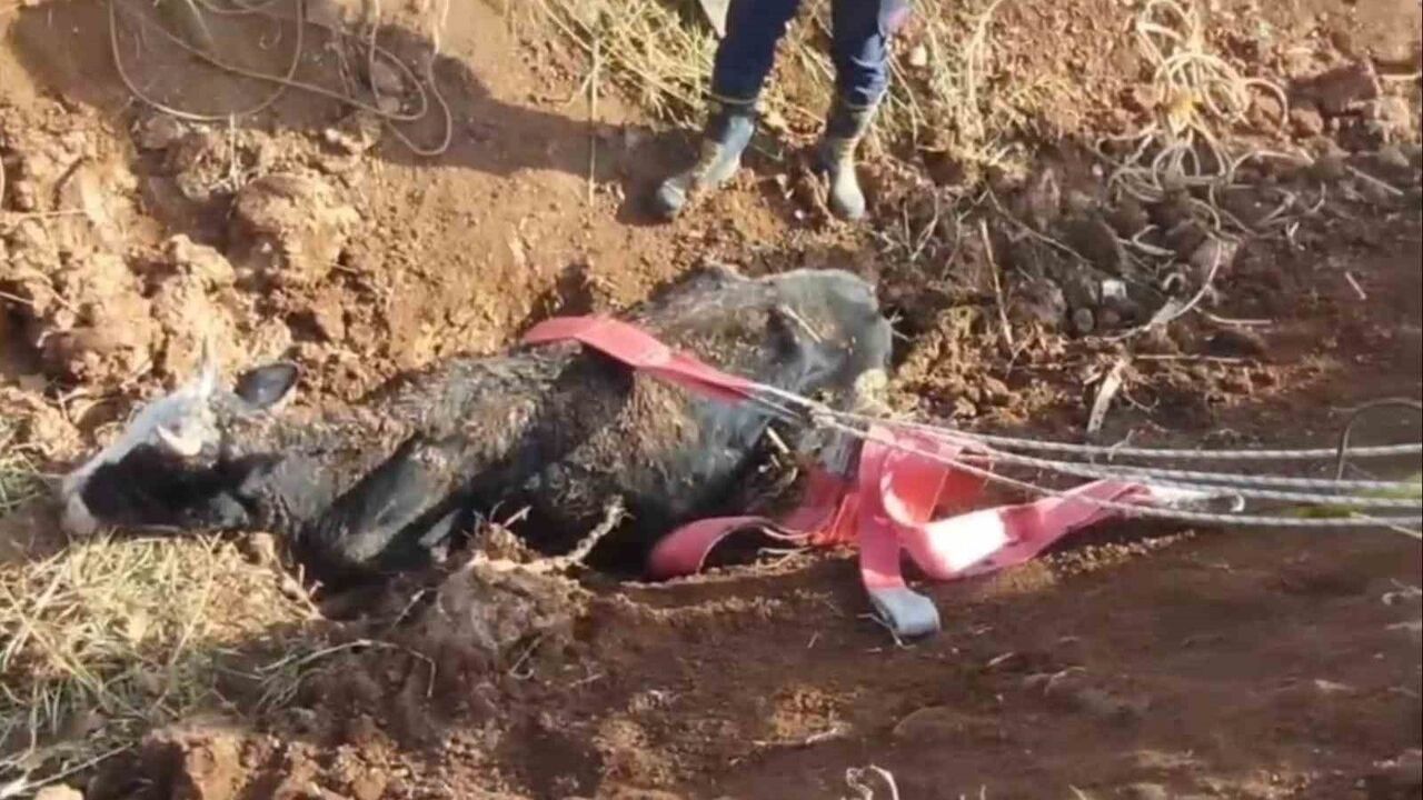 Şanlıurfa'da Tahliye Kanalına Düşen İnek İtfaiye Tarafından Kurtarıldı