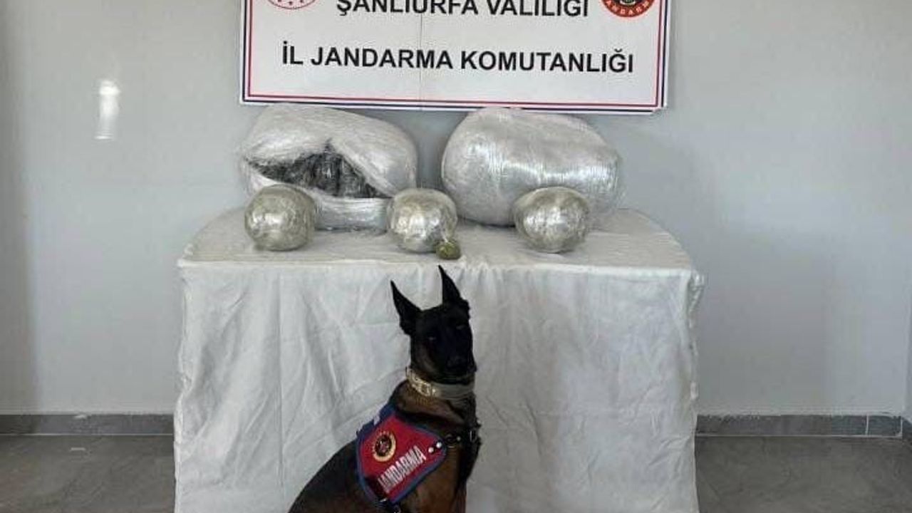 Şanlıurfa Hilvan'da 25 Kilogram Skunk Ele Geçirildi