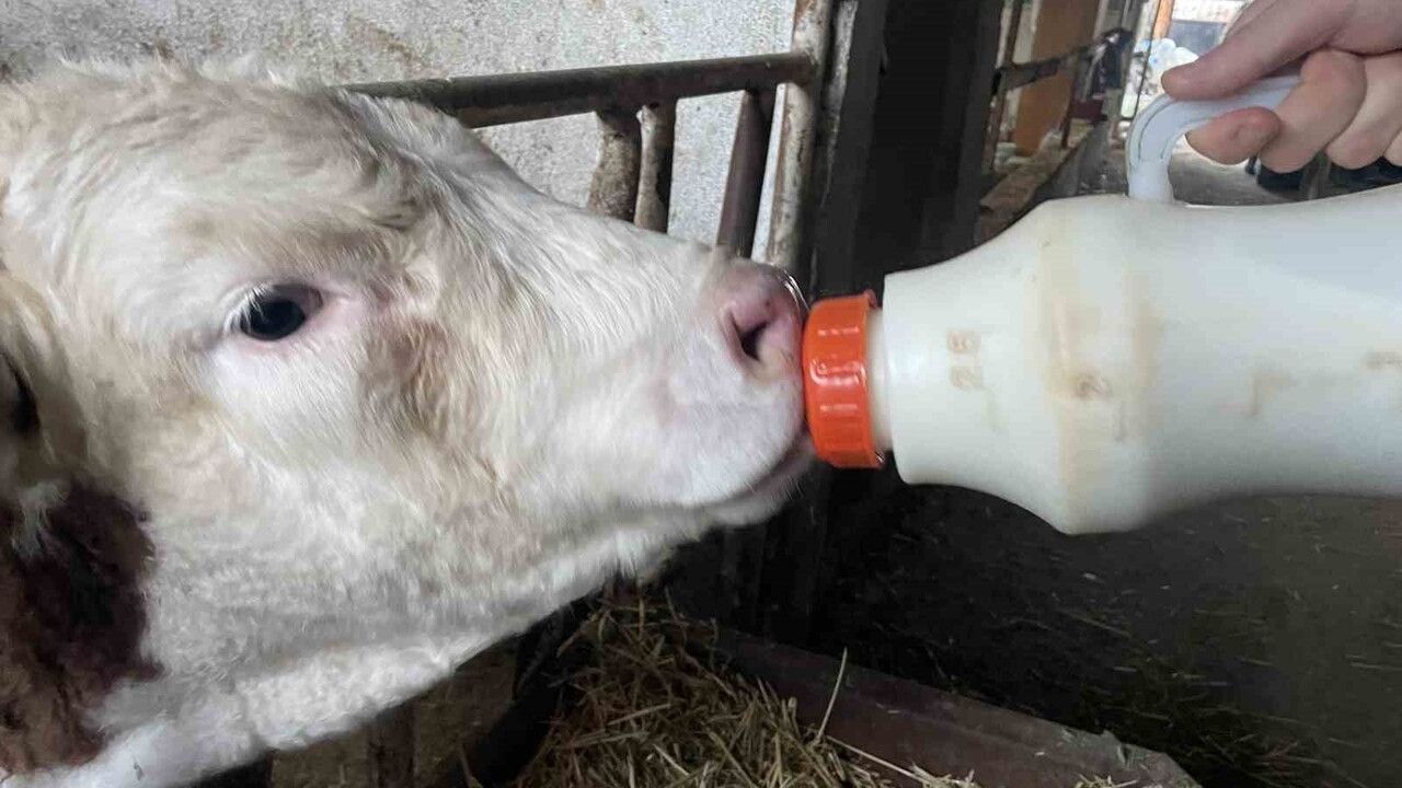 Şap Vurdu: TÜSEDAD Başkanı Müslüm Doğru'dan Süt Fiyatı Güncelleme Çağrısı