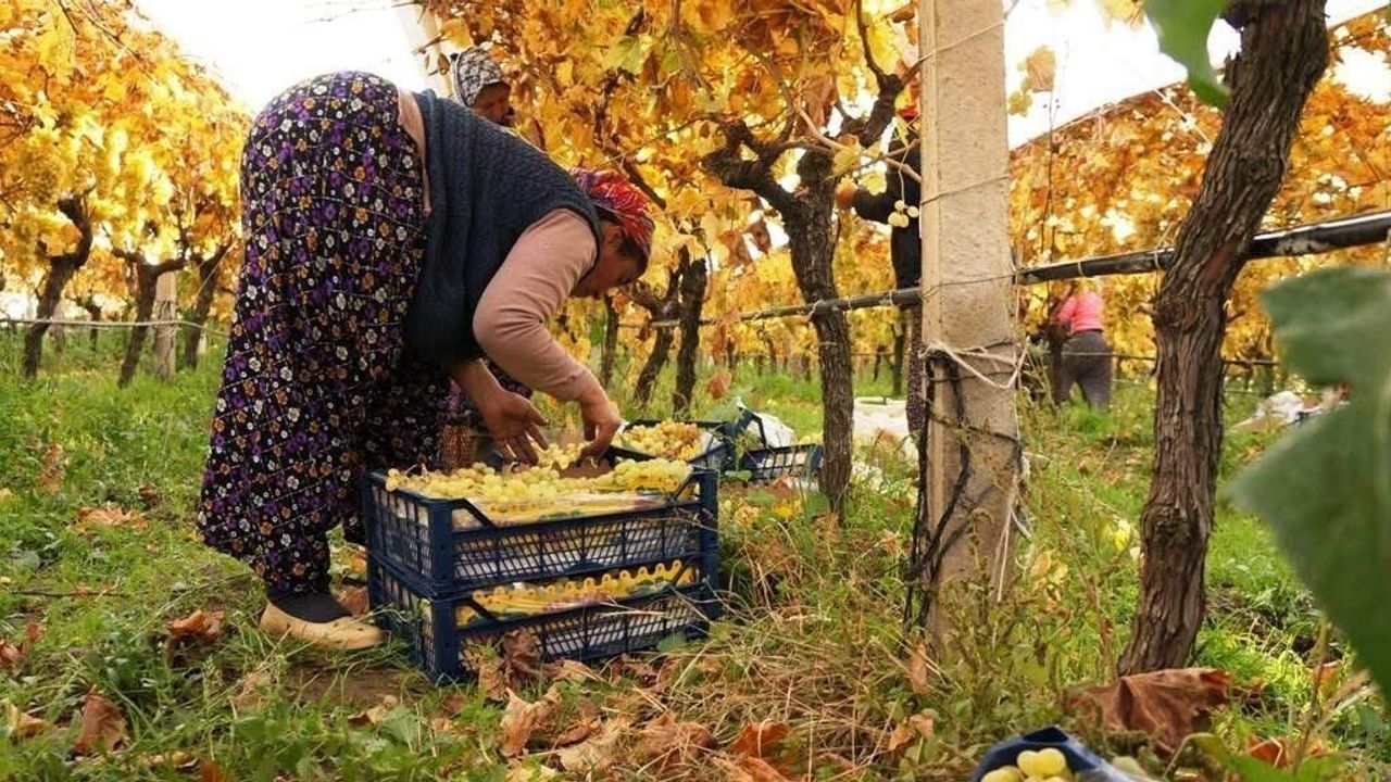 Sarıgöl'de Aralıkta Papatyalar Açtı — Zemheri 'Yalancı Bahar' Endişesi