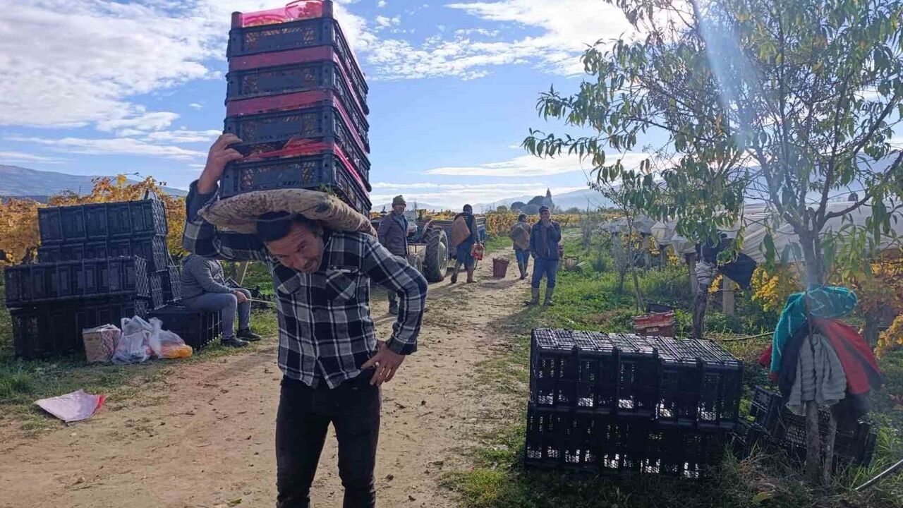 Sarıgöl'de Aralıkta Üzüm Kesimi Sürüyor: Fiyatlar 30-35 TL