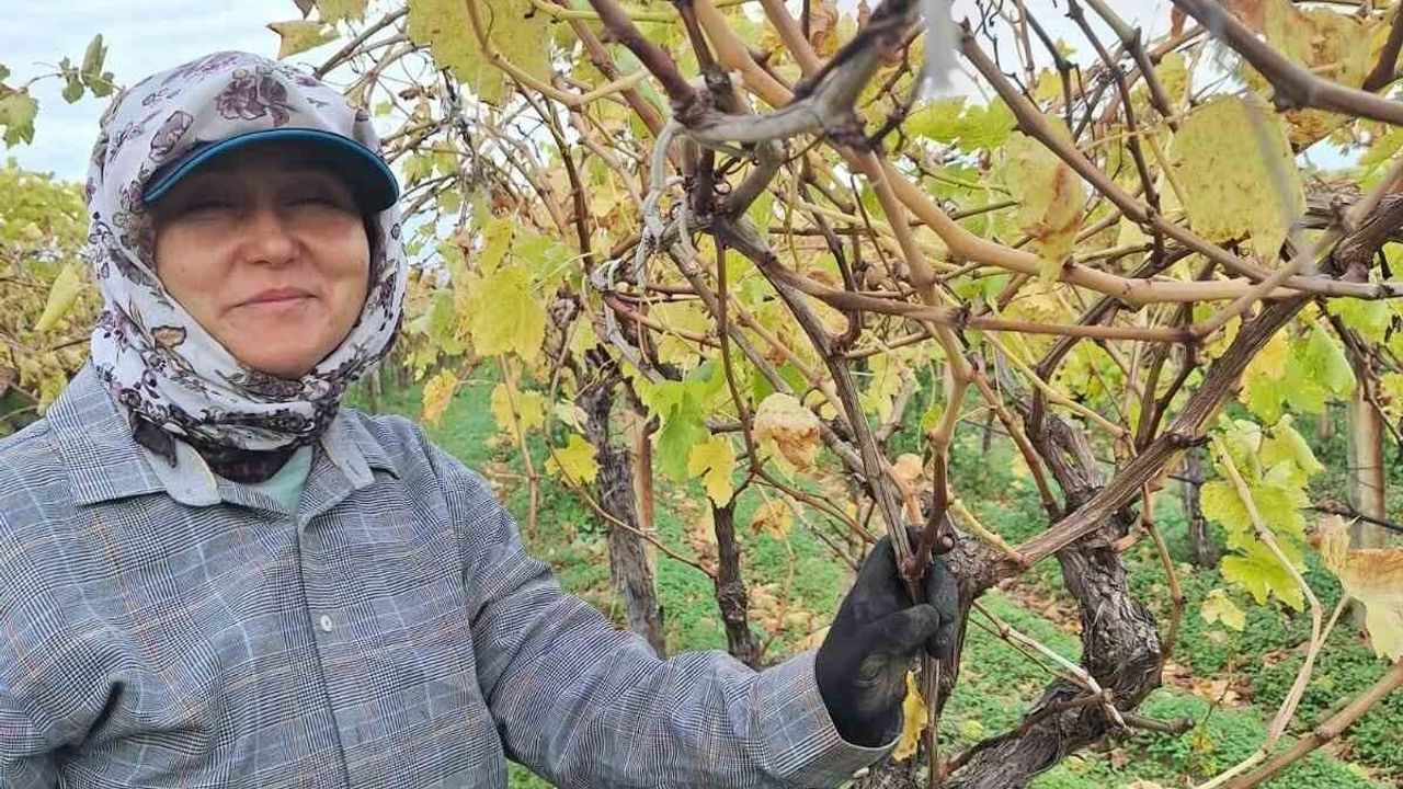 Sarıgöl'de Bağda Kalan Üzümler Aile Bütçesine Can Suyu Oluyor