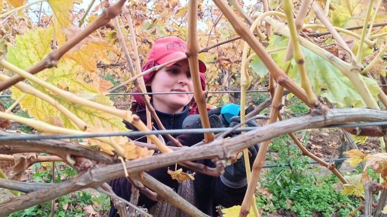 Sarıgöl'de Budama Maliyeti Üreticiyi Ailece Bağa İndirdi