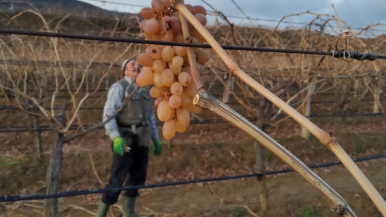 Sarıgöl'de 'Çoban Üzümü' İşçilere Tatlı Sürpriz