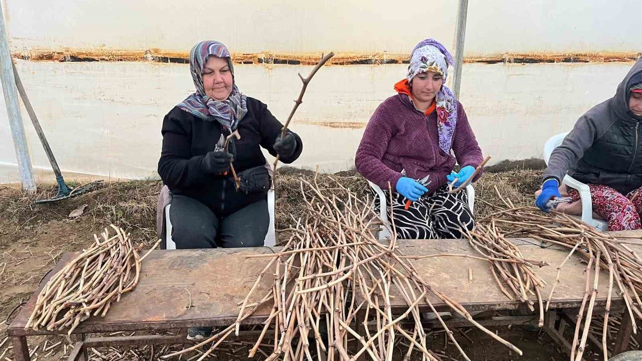 Sarıgöl'de Genç Kardeşlerden 700 Bin Üzüm Fidanı Hamlesi