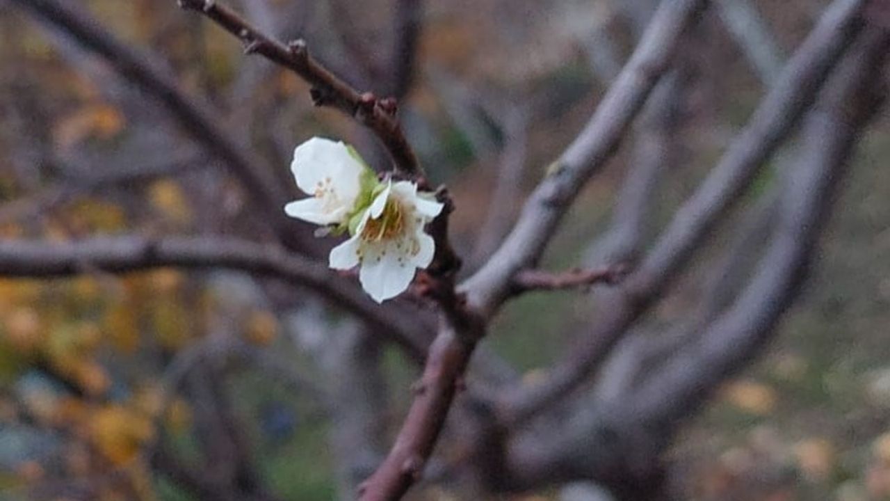 Sarıgöl'de İnatçı Erik Ağacı Zemheri Soğukta Çiçek Açtı